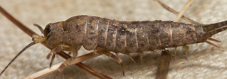 Machilidae