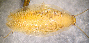 Ectobius pallidus