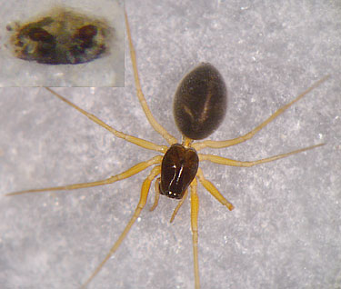 Hylyphantes nigritus