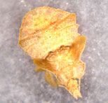 Phymata crassipes
