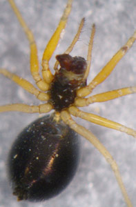 Hylyphantes nigritus