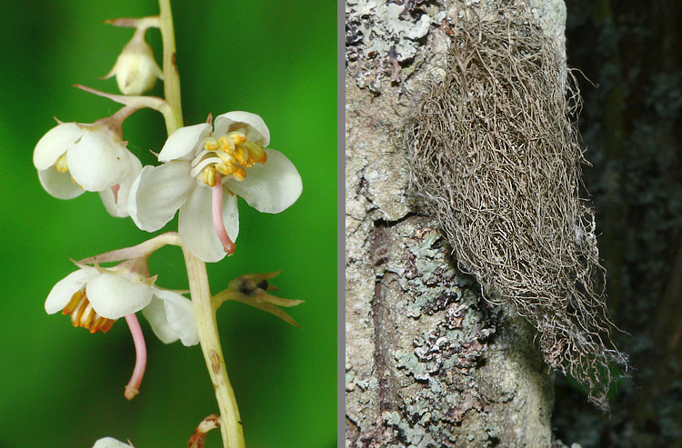 Pyrola rotundifolia und Bryoria fuscescens 