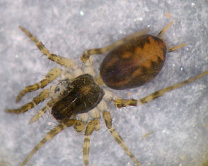 Textrix denticulata, juvenil