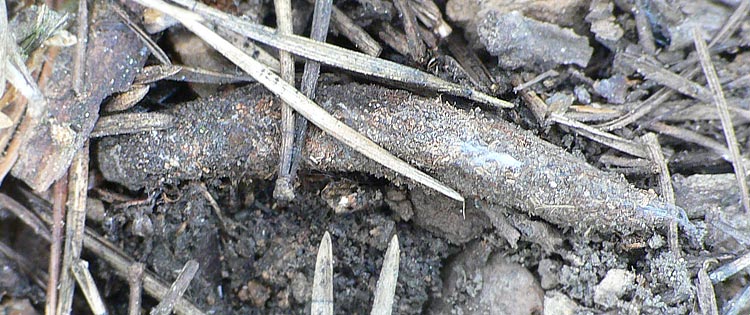 Atypus-Schlauch