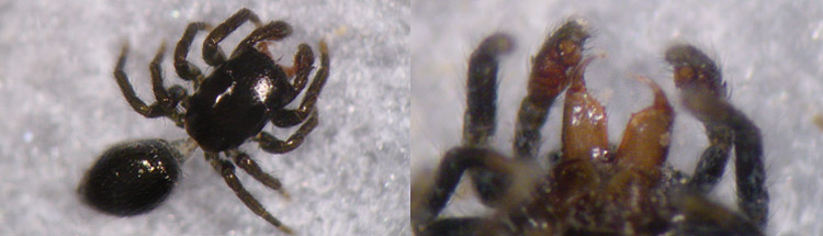 Chalcoscirtus infimus
