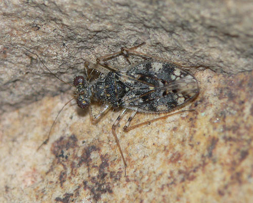 Leptopus marmoratus