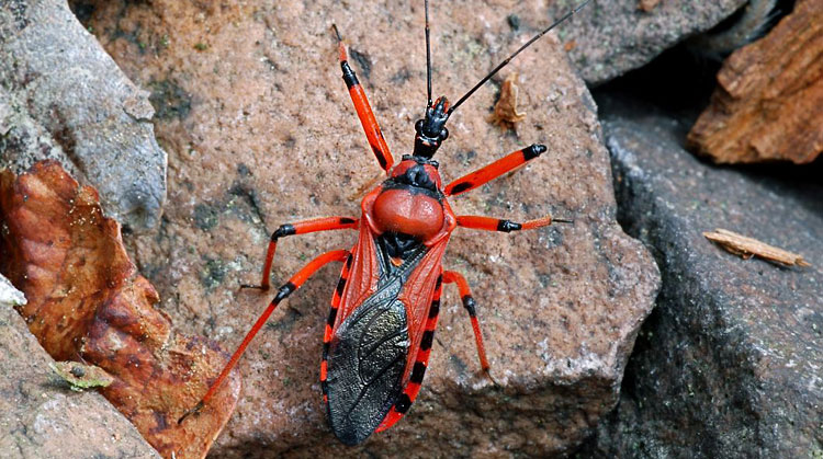 Rhinocoris iracundus