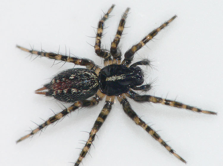 Textrix denticulata