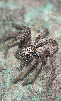 Thanatus sabulosus