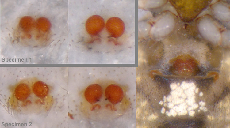 Theridion cf. betteni
