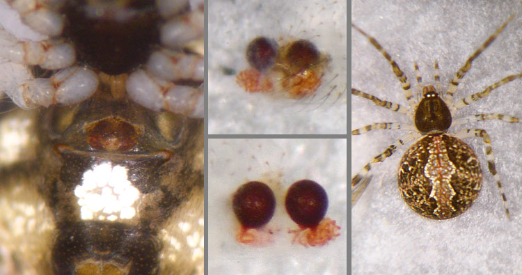 Theridion mystaceum