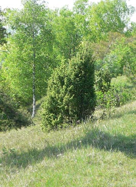 Juniperus communis