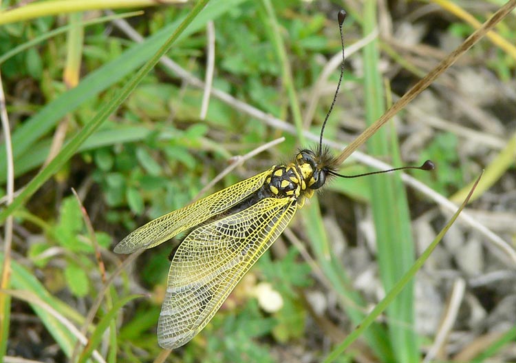 Libelloides longicornis