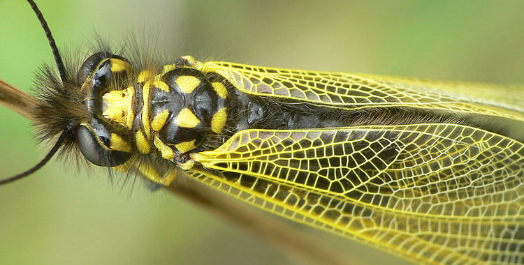 Libelloides longicornis