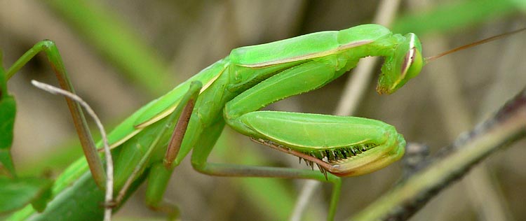 Mantis religiosa