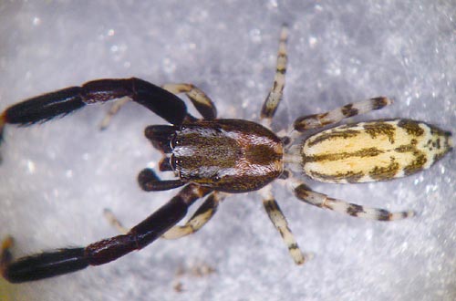 Marpissa nivoyi
