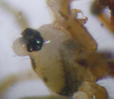 Minicia marginella