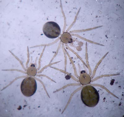 Minicia marginella