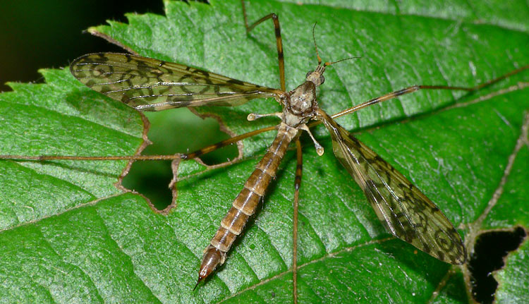 Epiphragma ocellaris