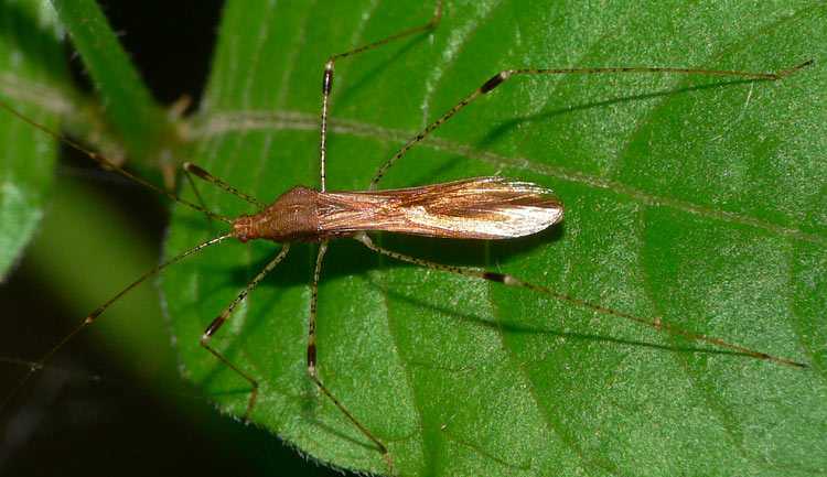 Metatropis rufescens