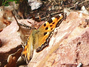 Nymphalis polychloros