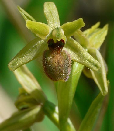 Ophrys araneola