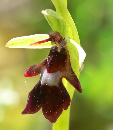 Ophrys insectifera