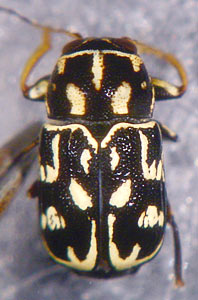Pachybrachis