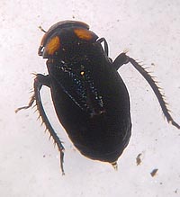 Penthimia nigra
