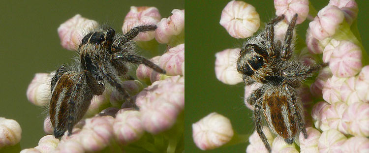 Philaeus chrysops