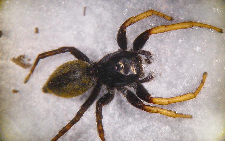 Philaeus chrysops