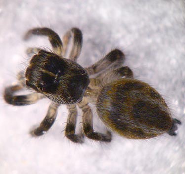 Philaeus chrysops