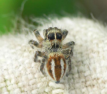 Philaeus chrysops