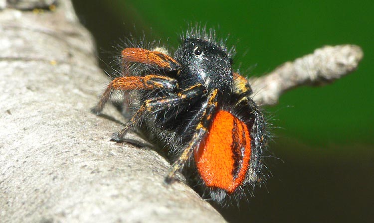 Philaeus chrysops