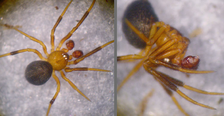 Phycosoma inornatum