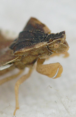 Phymata crassipes