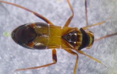 Pilophorus sp.
