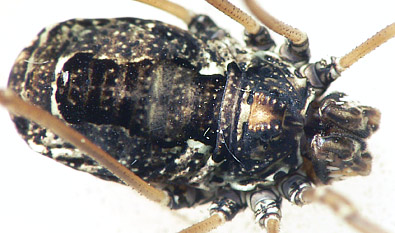 Platybunus pinetorum