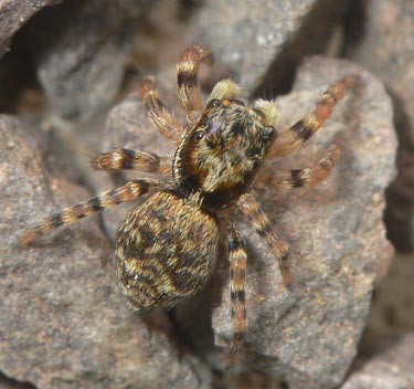 Pseudeuophrys erratica