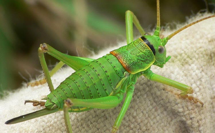 Ephippiger ephippiger