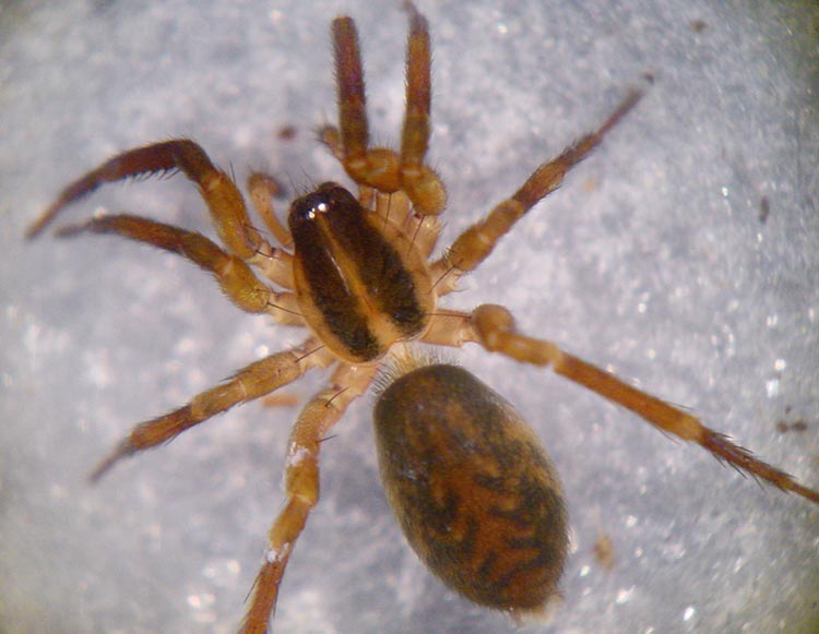 Scotina celans