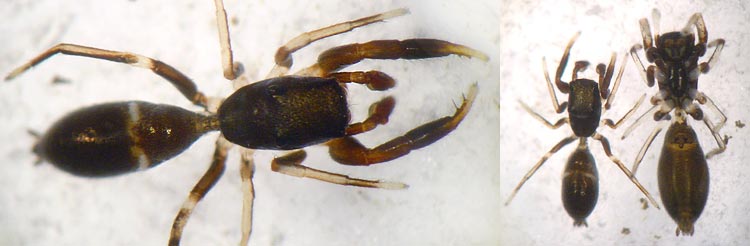 Synageles hilarulus