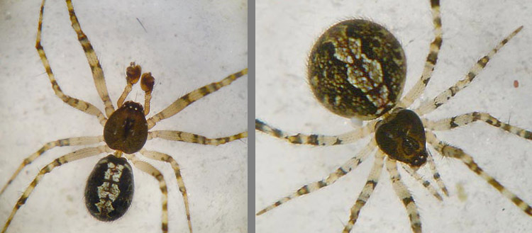 Theridion sp.