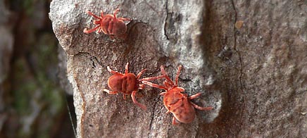 Samtmilbe Trombidium sp.