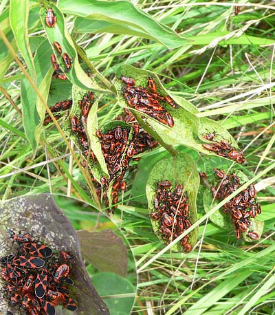 Tropidothorax leucopterus