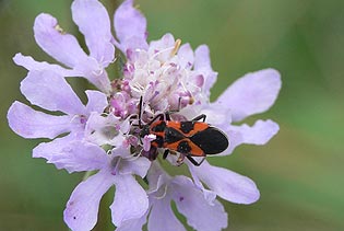 Tropidothorax leucopterus