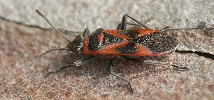 Arocatus roeselii