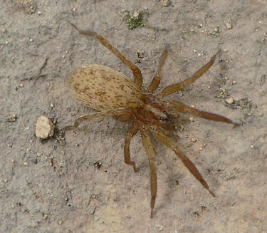 Zora manicata Weibchen