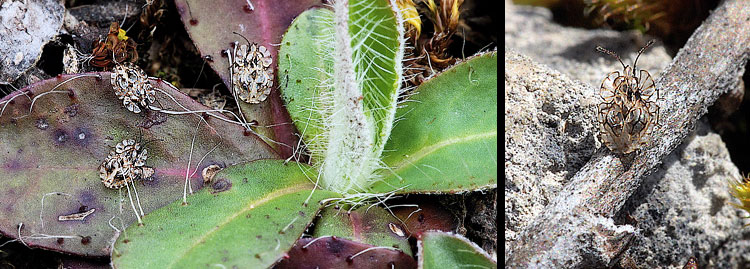 Galeatus maculatus