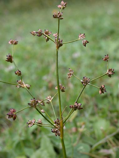 Juncus subnodulosus